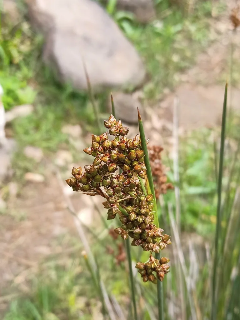 Juncus Acutus