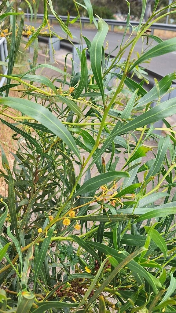 Acacia Saligna