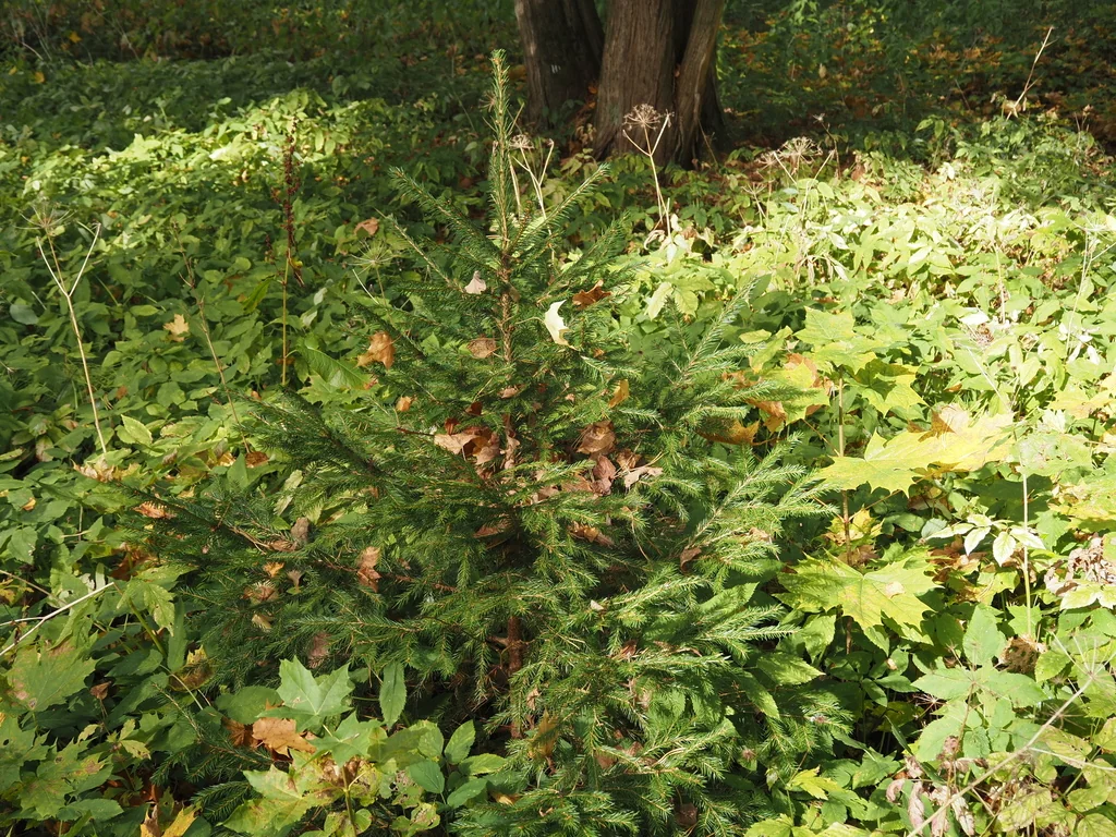 Picea Abies
