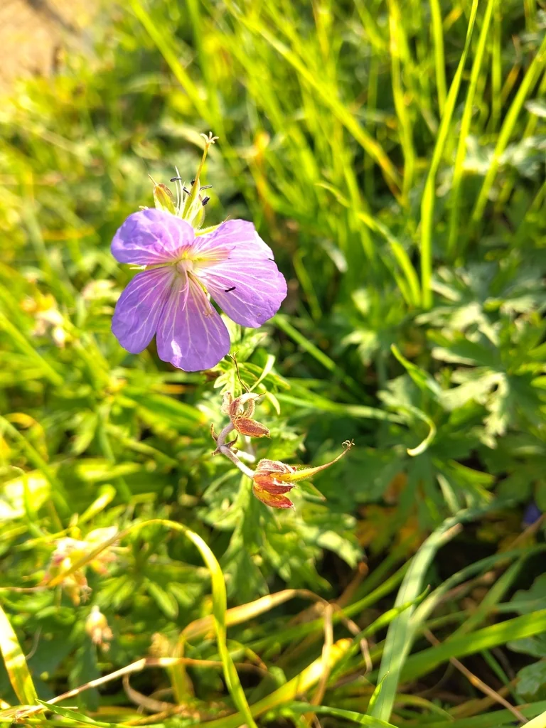 Geranium pratense