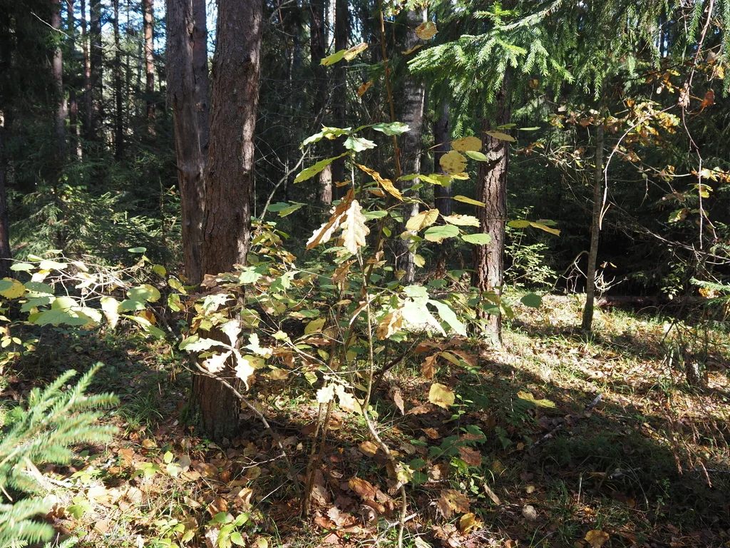 Quercus Robur