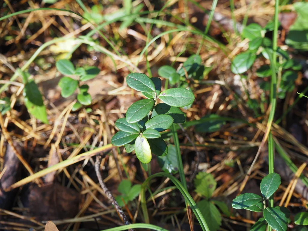 Vaccinium Vitis-Idaea