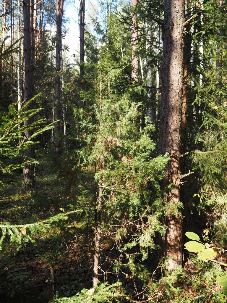 Juniperus Communis