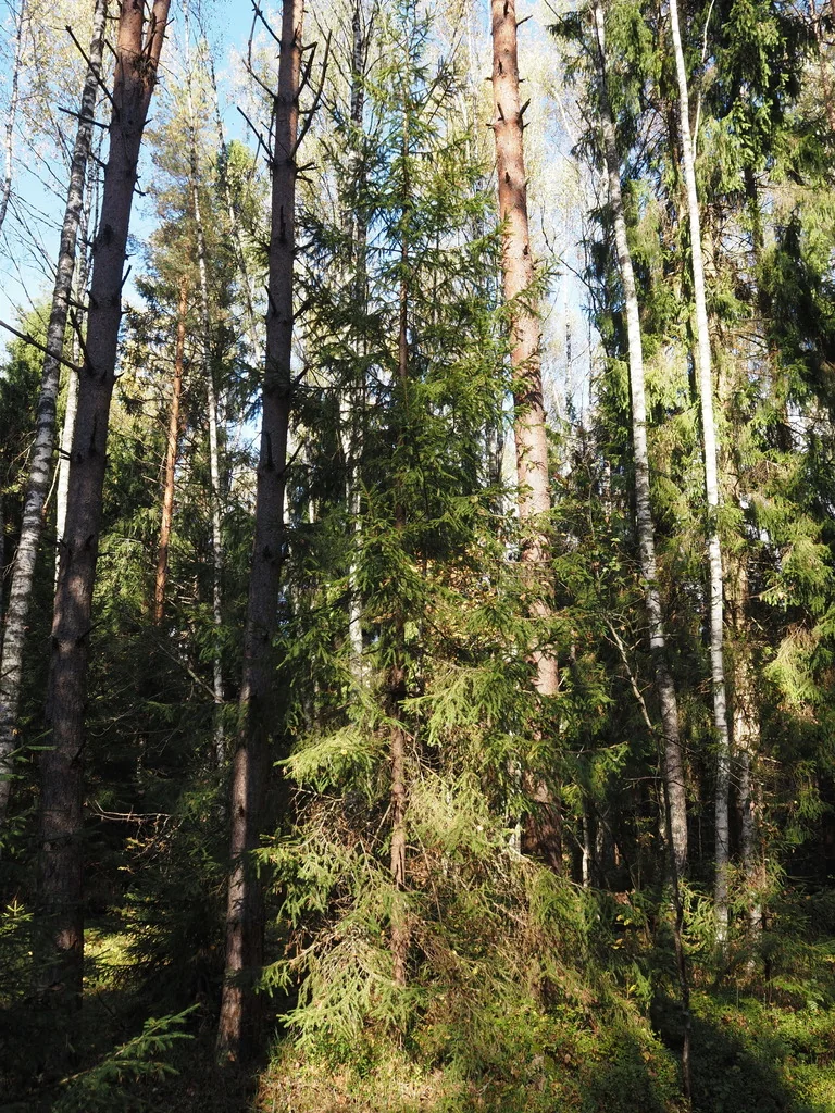 Picea Abies