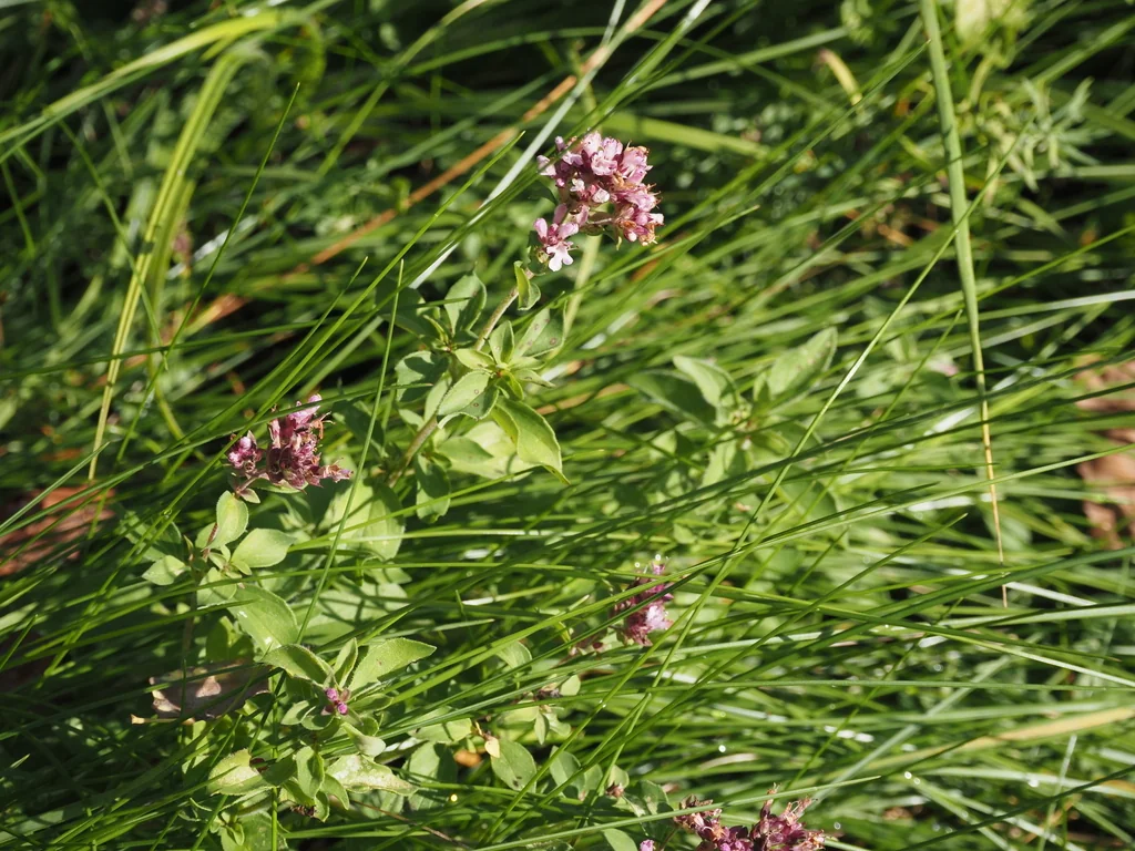 Origanum Vulgare