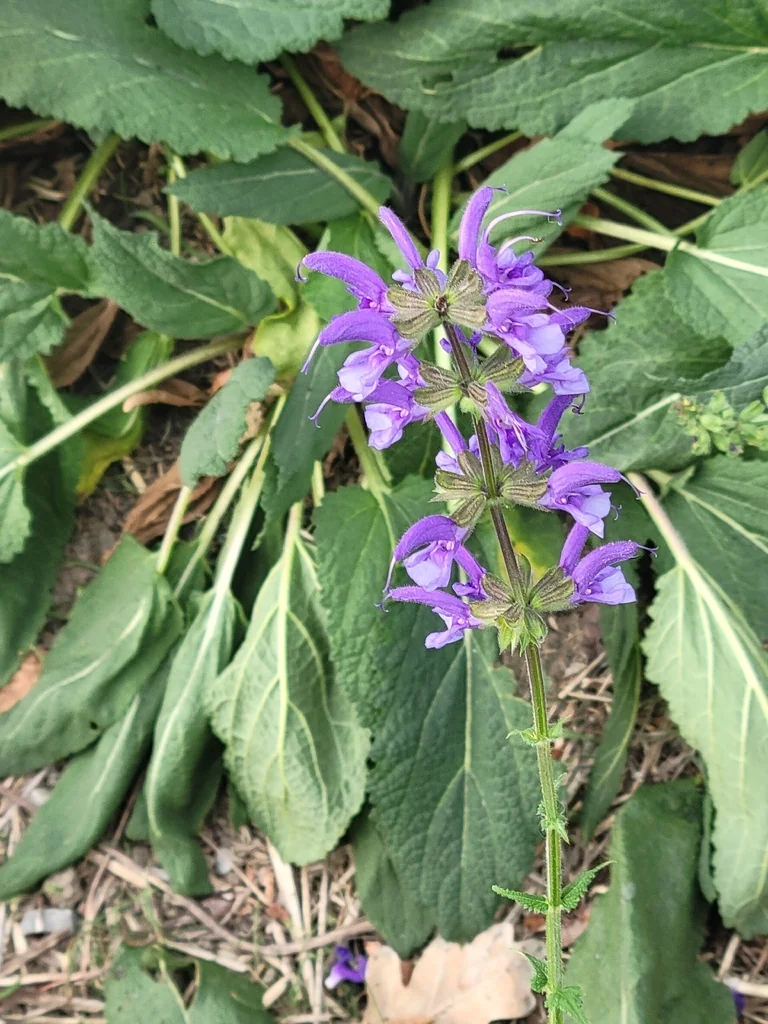 Salvia Pratensis