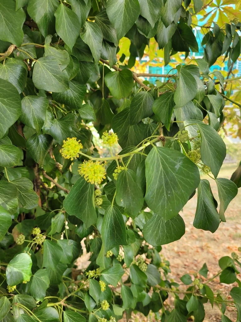 Hedera helix