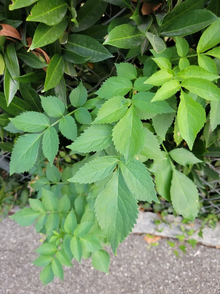 Sambucus nigra