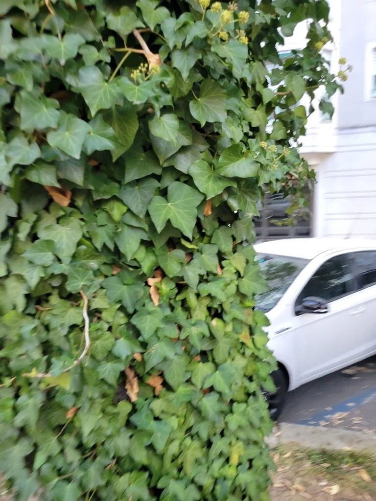 Hedera helix