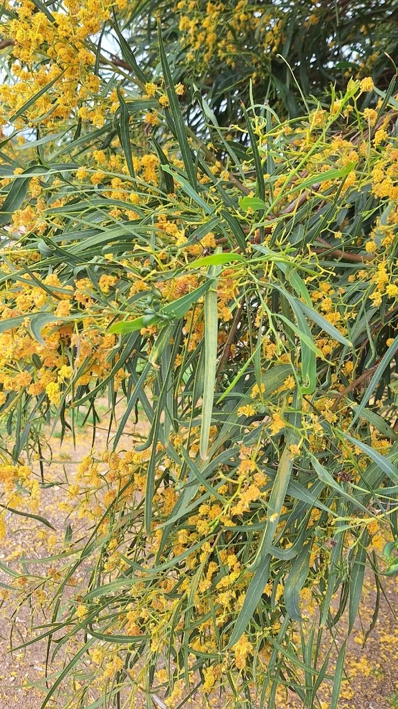 Acacia Saligna