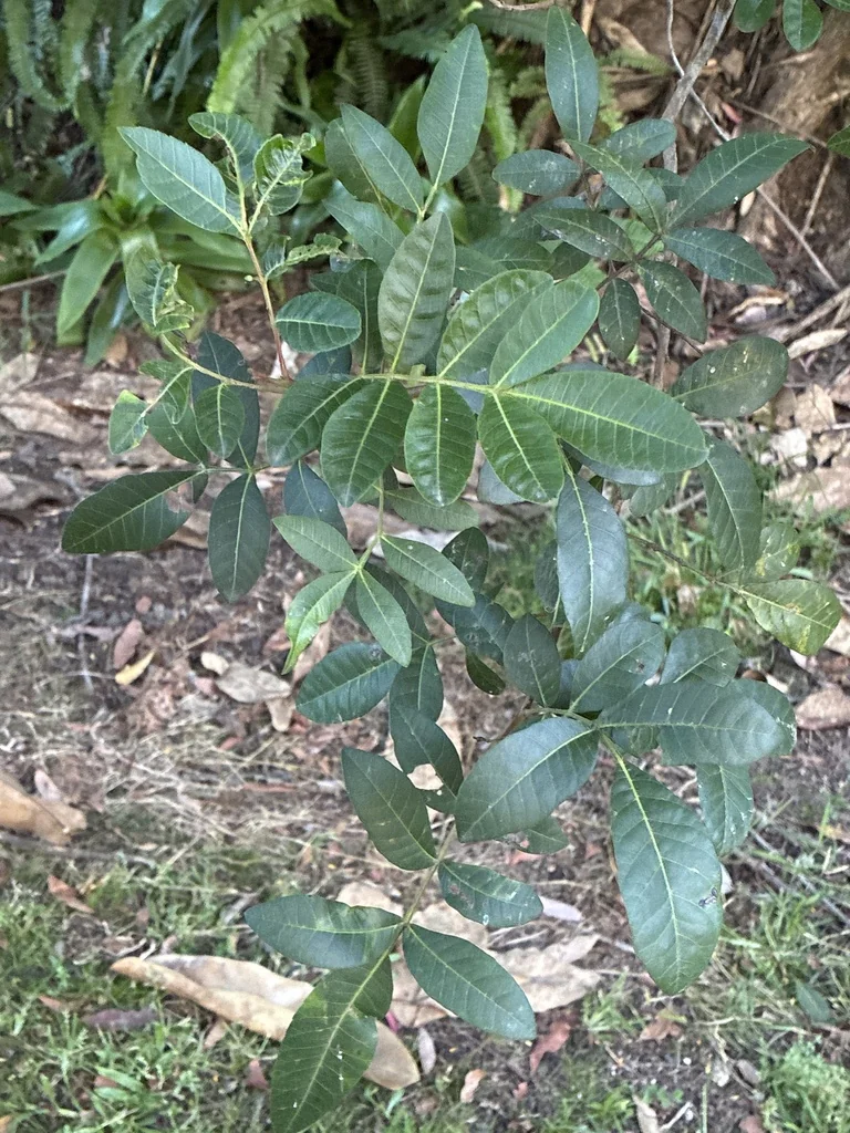 Schinus Terebinthifolius