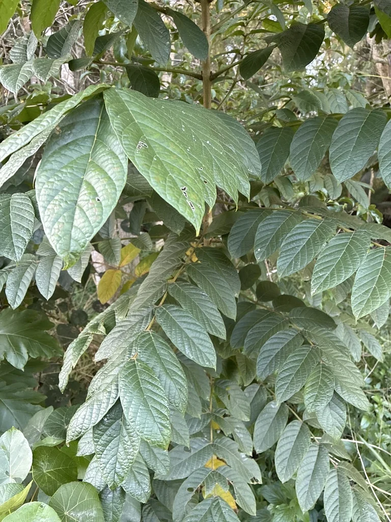 Spathodea Campanulata