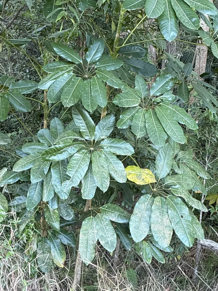 Schefflera Actinophylla