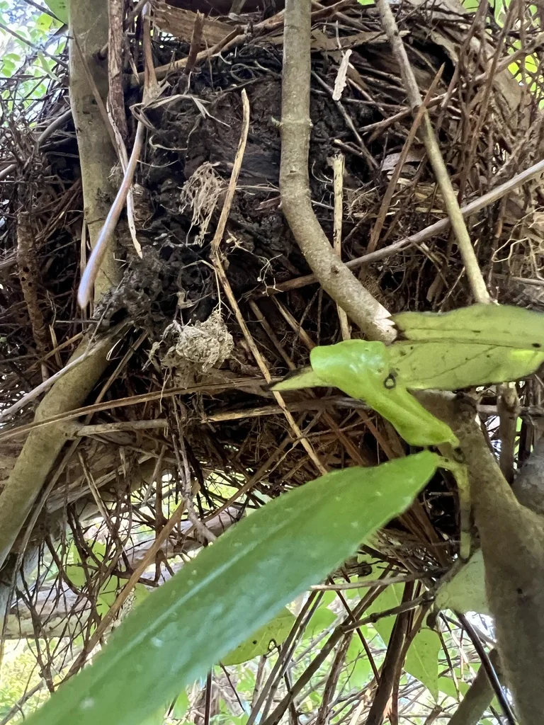 Hedychium Gardnerianum