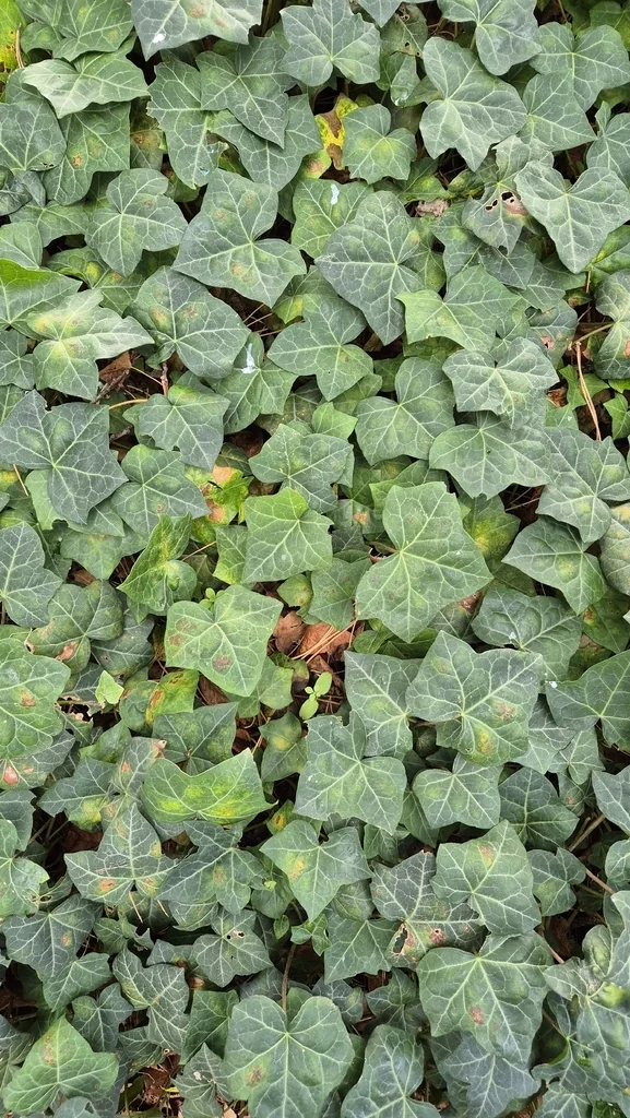 Hedera helix