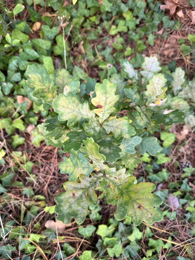Quercus Robur
