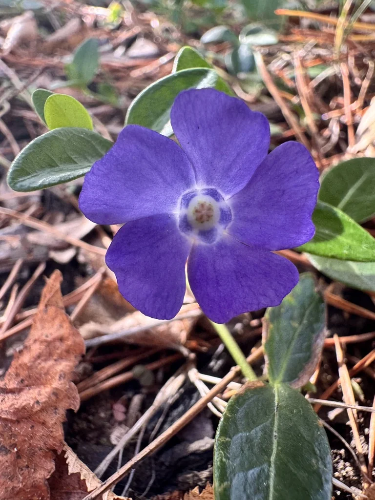 Vinca Minor