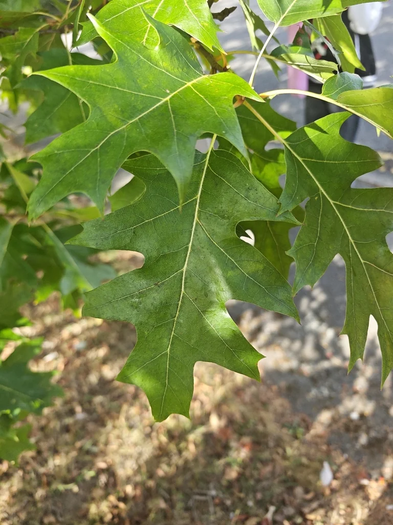 Quercus Shumardii