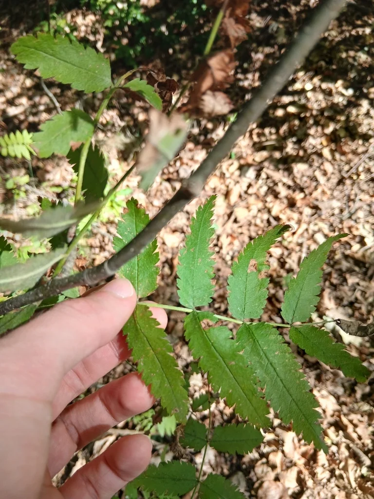 Sorbus Aucuparia