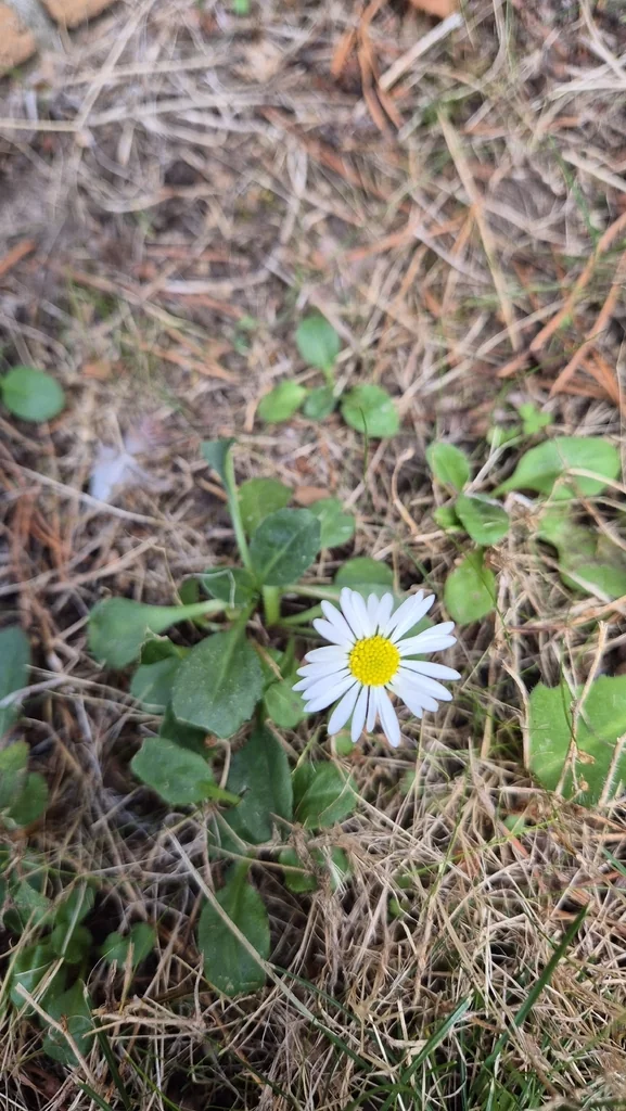 Bellis Perennis