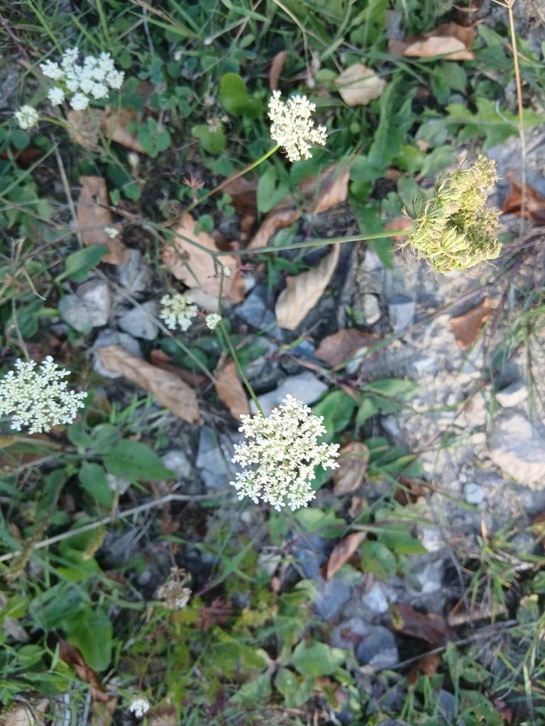 Daucus Carota