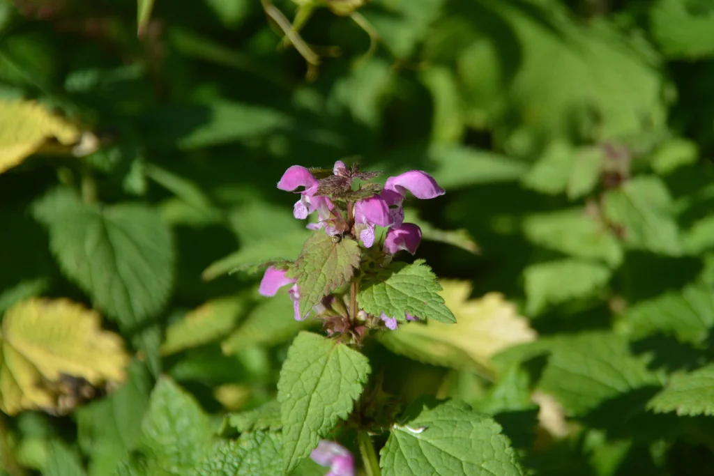 Lamium maculatum