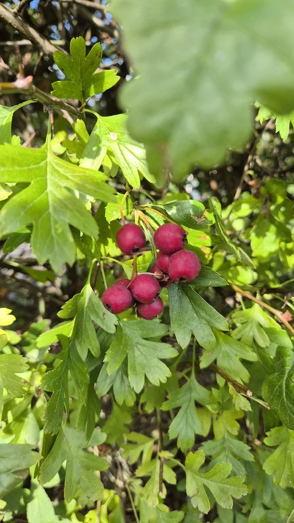 Crataegus Monogyna