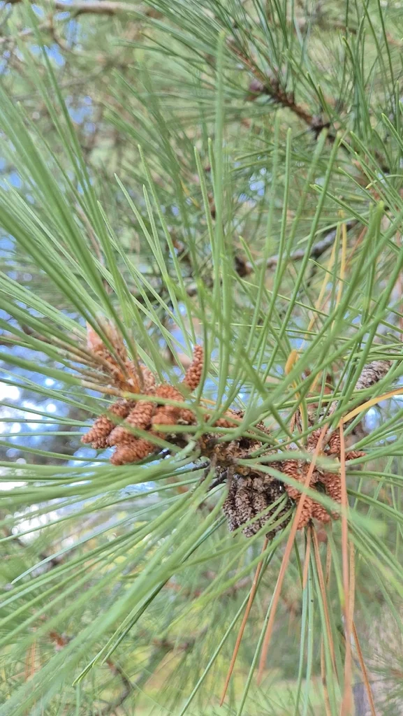 Pinus Sylvestris