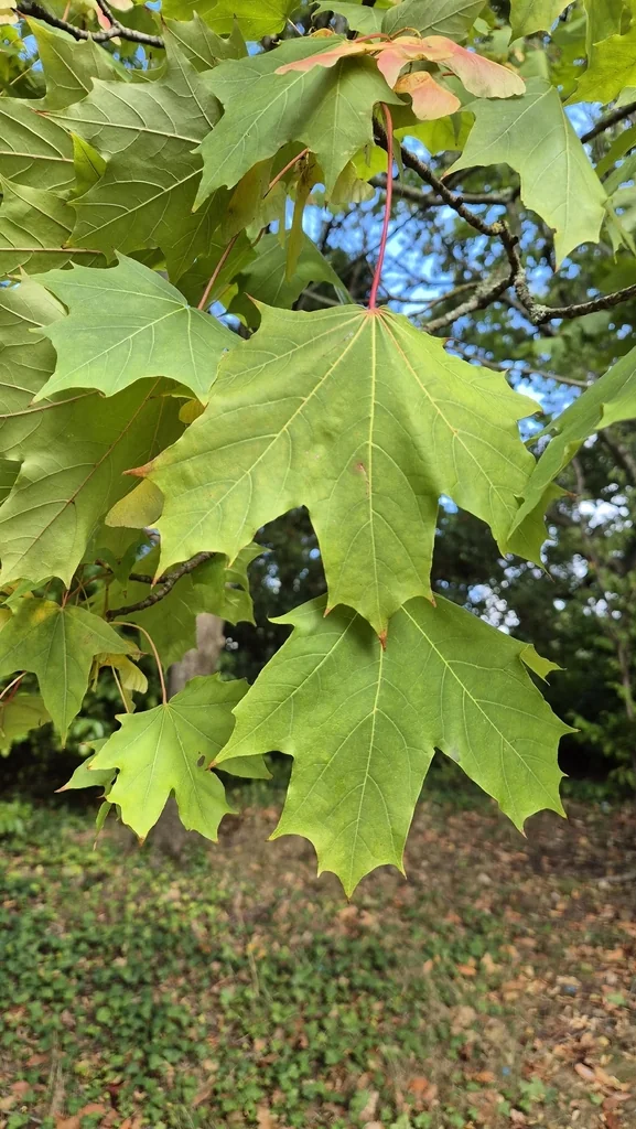 Acer Platanoides