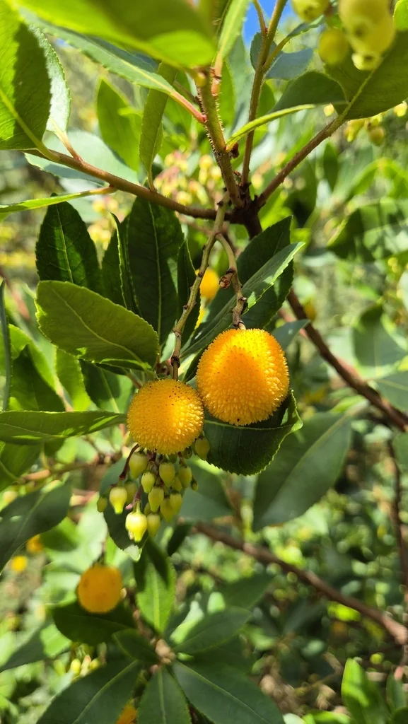 Arbutus Unedo