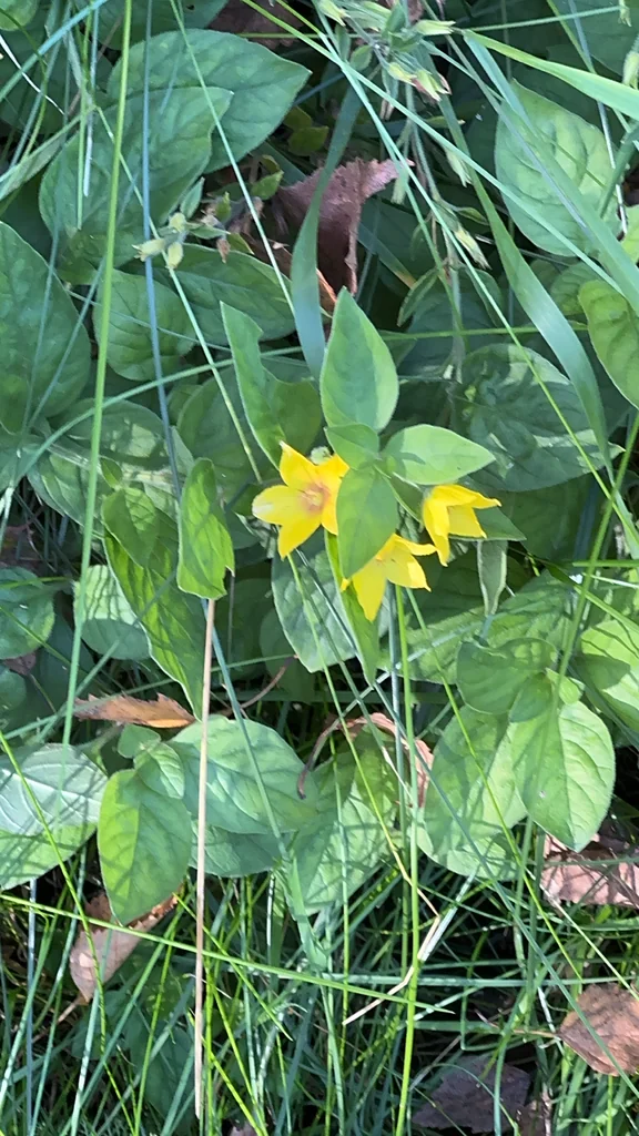 Lysimachia Punctata