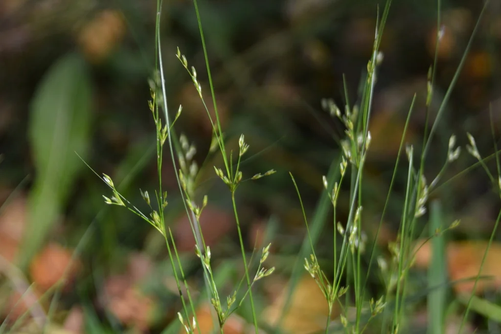 Juncus Tenuis