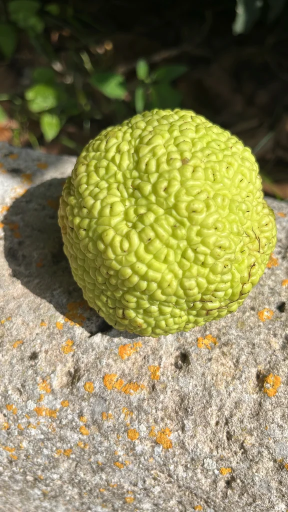 Maclura Pomifera