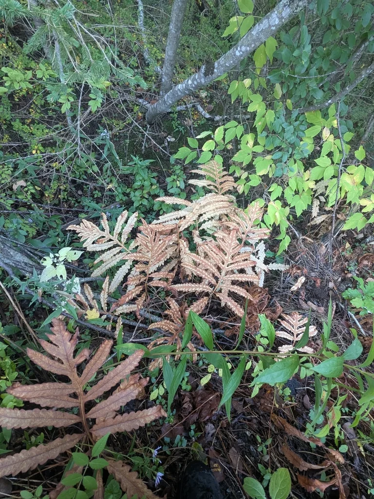 Onoclea Sensibilis