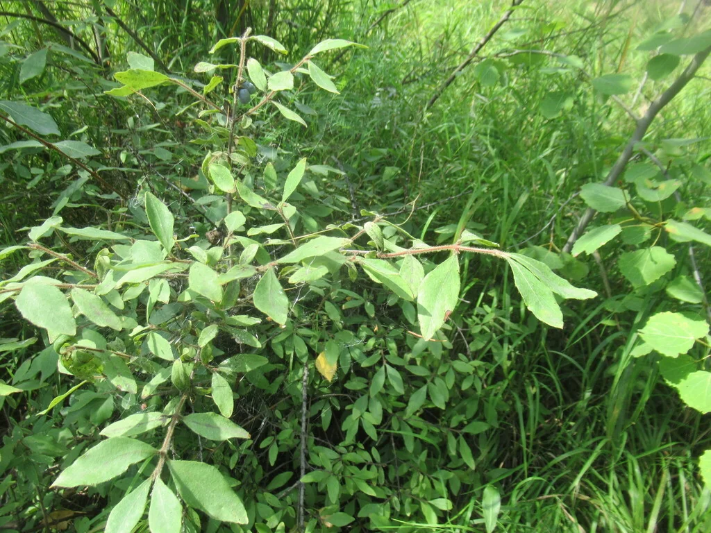 Lonicera Caerulea