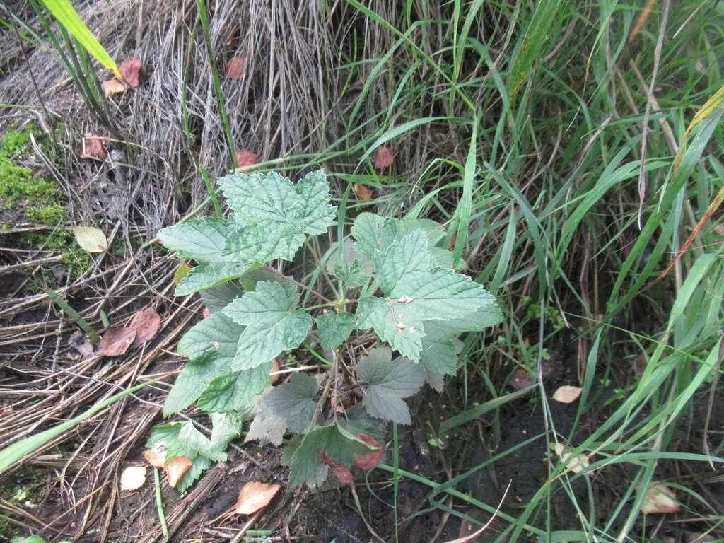 Ribes Nigrum