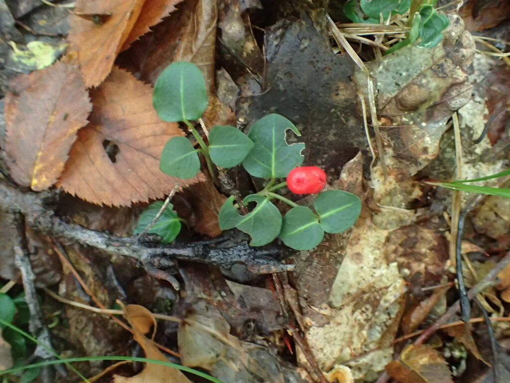 Mitchella Repens