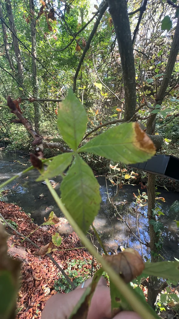Aesculus Hippocastanum
