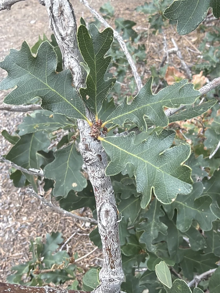Quercus Gambelii