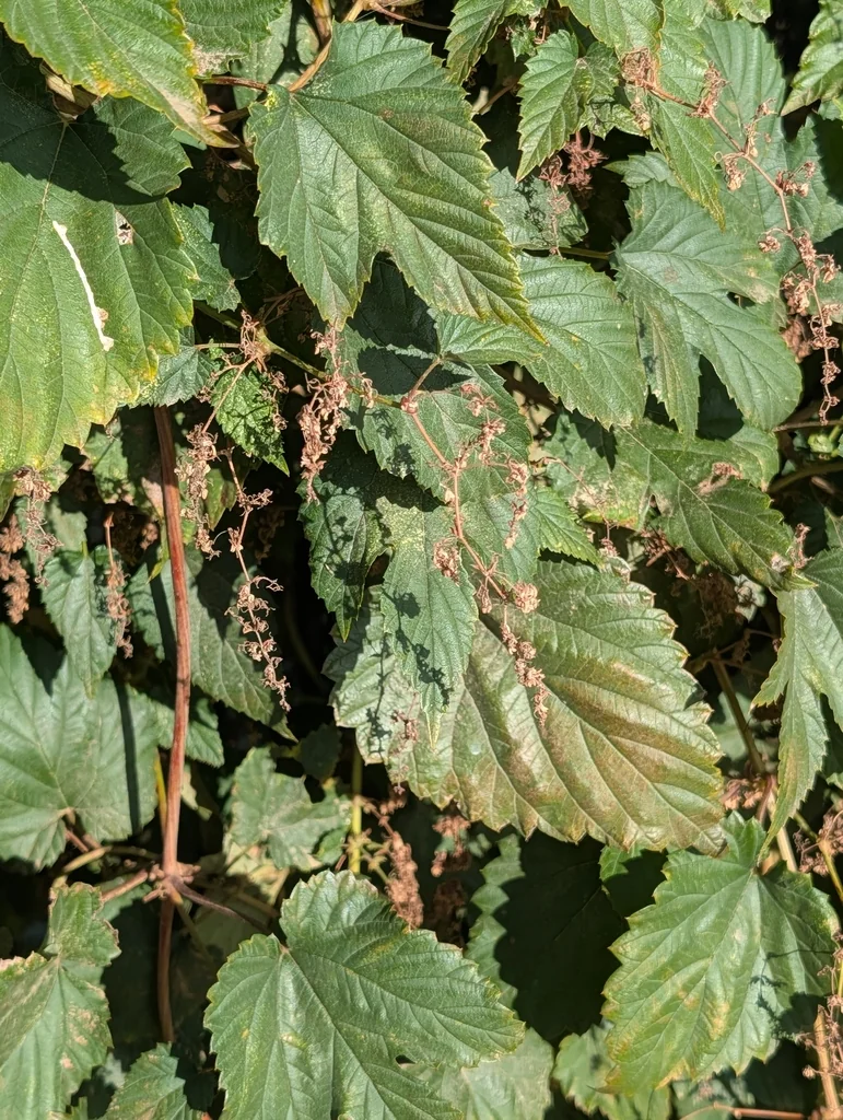 Humulus Lupulus