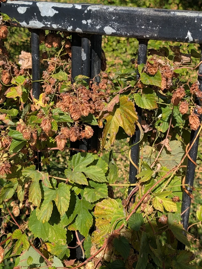 Humulus Lupulus