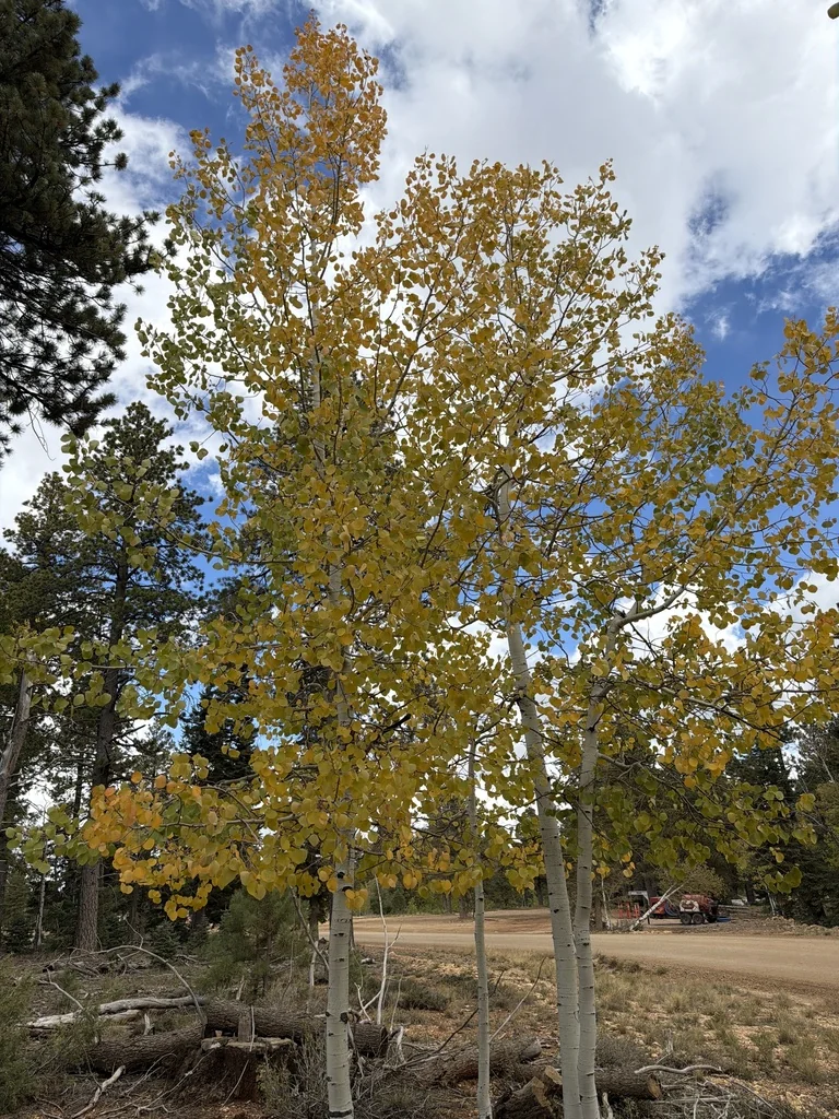 Populus Tremuloides