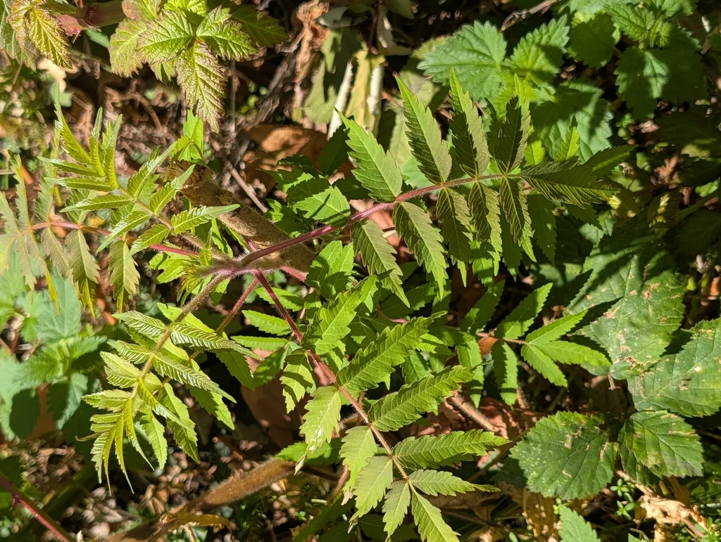 Rhus Typhina