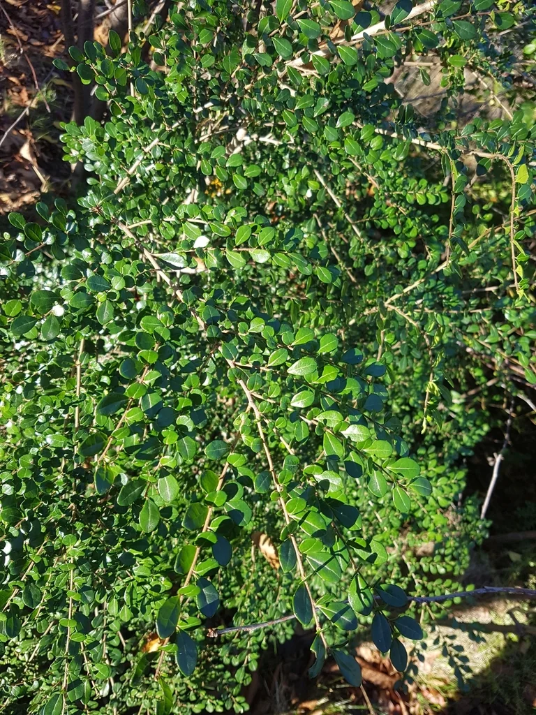Azara Microphylla