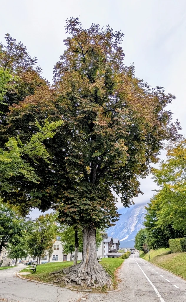 Aesculus Hippocastanum