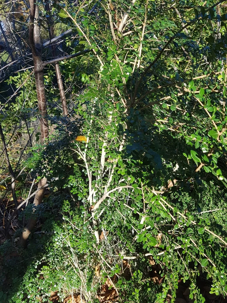 Azara Microphylla