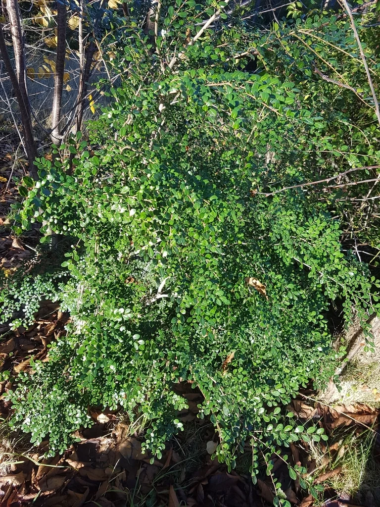 Azara Microphylla