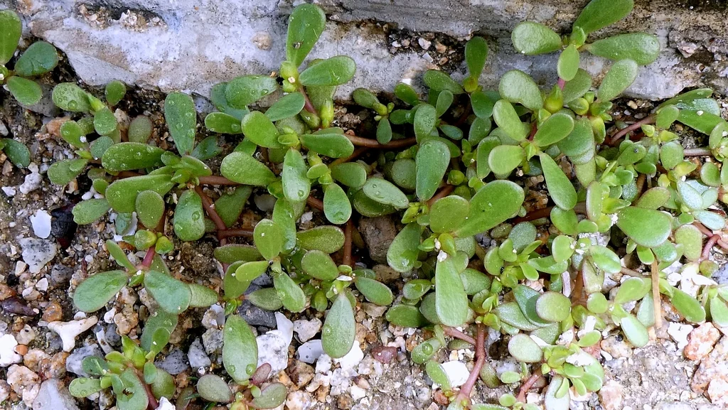 Portulaca oleracea