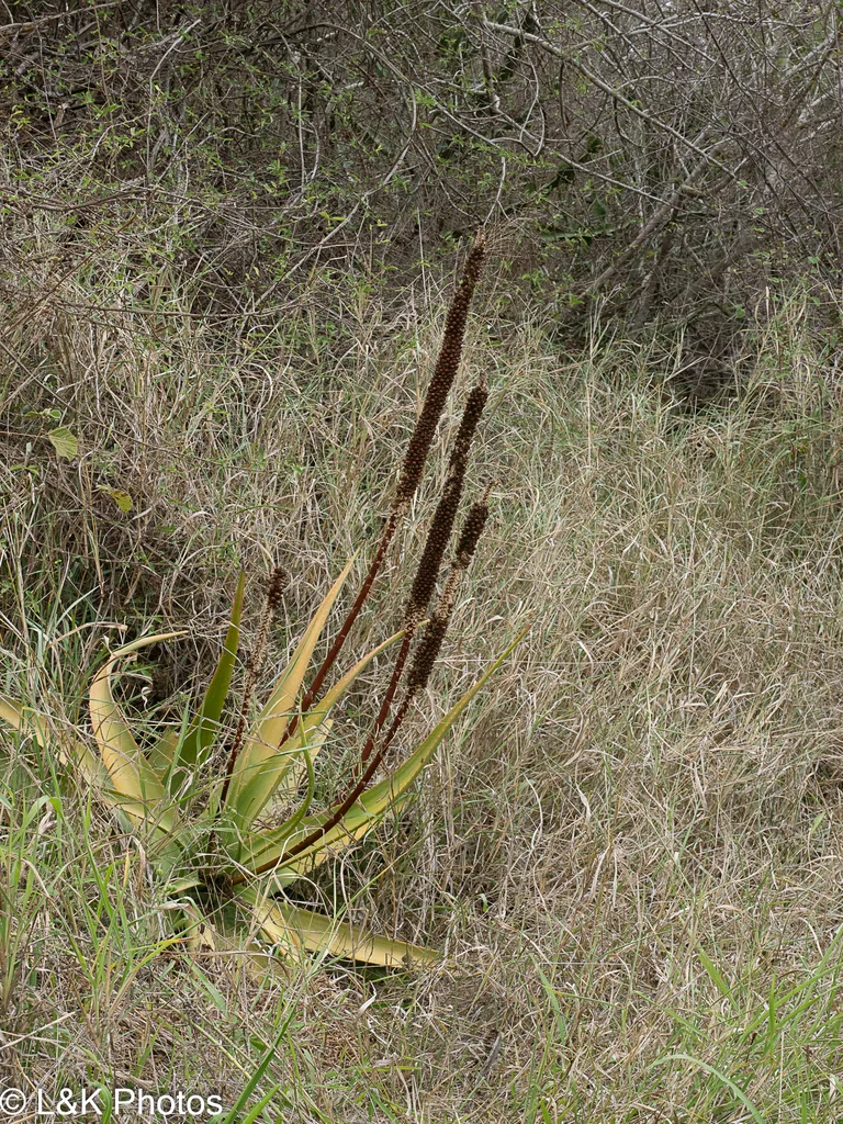 Aloe Spicata