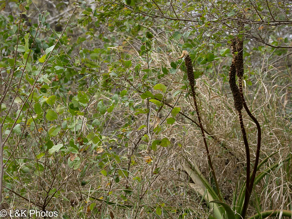 Aloe Spicata